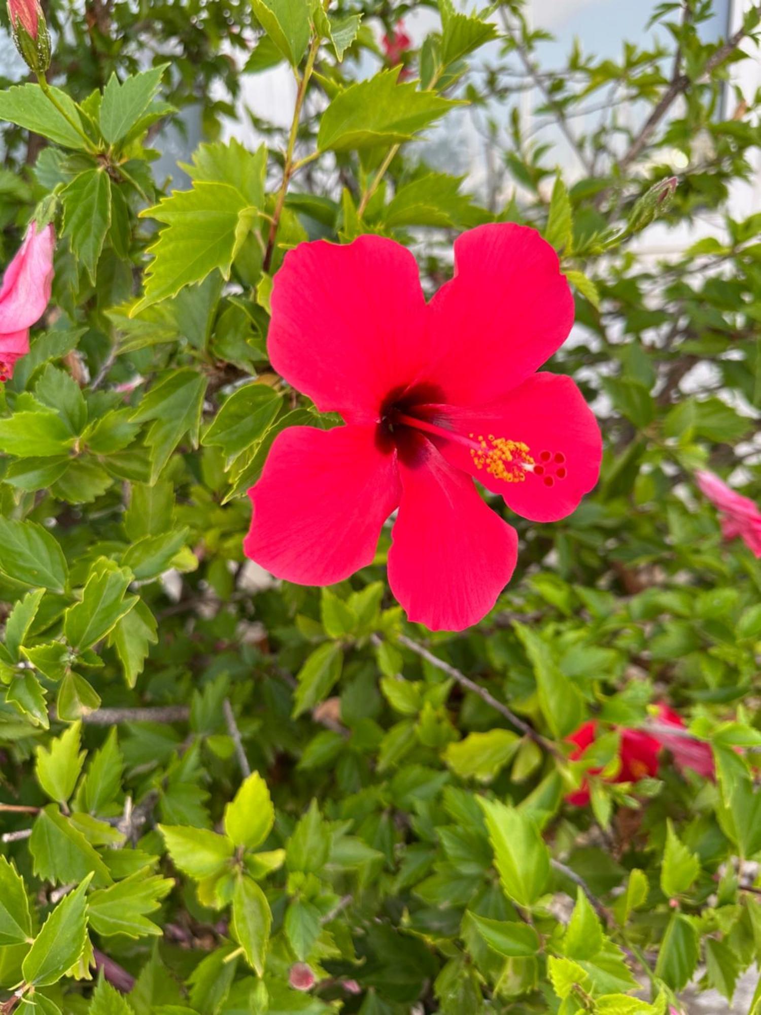 Casa Lilly-Rose, A Beautiful 3 Bedroom Detached Villa A Short Walk To The Villamartin Plaza & Golf Course 外观 照片